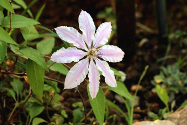 Clematis Nelly Moser or Leather flower Nelly Moser easy care perennial medium sized deciduous climber vine flowering plant with large leathery star shaped flower with eight rosy lilac sepals and reddish purple anthers surrounded with green leaves clipart