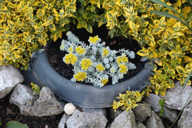 Sedum Spatulifolium Cape Blanco ya da Cape Blanco Sedum ya da Broadleaf Stonecrop zemininde sonsuza dek yeşil bitkilere sarılarak toz grisinden yeşil kaşık şeklinde halı oluşturarak uçlarında dönen gümüş kolye şeklinde yapraklar oluşturur.