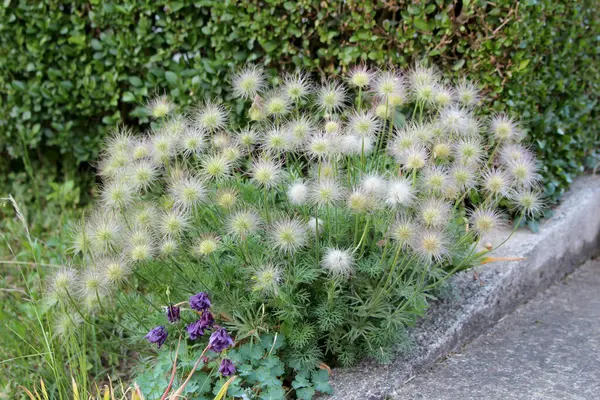 Pasqueflower Pulsatilla vulgaris ile tüylü tohum başları ve solmuş sütun Aquilegia vulgaris bir çit ve yol yanında, benzersiz dokular ve bahar bahçesi kontrast.