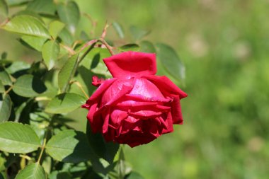 Rosa Hybrida, melez çay gülü ya da bahçe gülü olarak adlandırılır, katmanlı yapraklar ve parlak yapraklarla büyük, kadifemsi bir kırmızı çiçek sergiler, klasik bahçelerde aşkı ve tutkuyu simgeler..