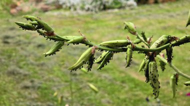 Hemerocallis, günlük olarak, yaz ortasında bulanık çimlere ve bahçe arka planına karşı dayanıklı bir gövde boyunca siyah yaprak bitleriyle kaplanmış uzun yeşil tohumlar gösteriyor..