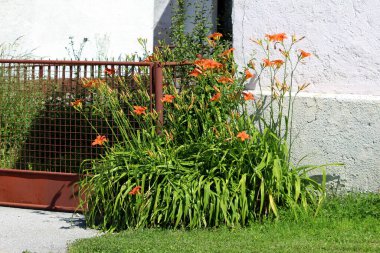 Hemerocallis fulva, portakallı nilüfer ya da çukur zambağı, trompet şeklindeki turuncu çiçekli, paslı metal bir çit ve beyaz bir duvarın yanında açan yoğun yeşil yapraklar ve uzun saplar oluşturur..
