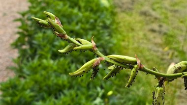 Hemerocallis, gündüz olarak bilinen, dayanıklı bir gövde boyunca siyah yaprak bitleriyle kaplı uzun yeşil tohum kabukları sergiler, bulanık yapraklar ve yaz ortasında bir bahçe yolu üzerine kuruludur..
