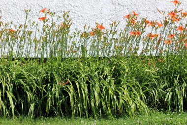 Hemerocallis fulva, portakallı nilüfer ya da hendek zambağı, trompet şeklindeki turuncu çiçeklerle kaplı, yoğun bir yeşil yaprak ve uzun saplı sınır oluşturur..