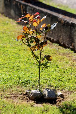 Rosa glauca, kırmızı yapraklı gül veya kırmızı yapraklı gül, bakır kırmızısı ve yeşil yapraklı dik kökler, çimenli bir çimenlikteki taşların arasına dikilmiş, kuraklığa dayanıklılık ve çarpıcı yapraklar için değerli..