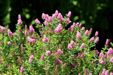 Japon spirea ya da çayırkuşu olarak bilinen Spiraea japonica, yaz güneşinde arıları ve kelebekleri çeken parlak pembe, tüylü çiçek dikenleriyle kaplı yoğun bir çalı oluşturur.