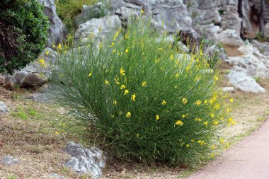 Spartium ormanı, İspanyol süpürgesi ya da dokumacı süpürgesi, uzun yeşil bir çalılık oluşturur. İnce, hızlı sapları ve parlak sarı bezelye çiçekleri bir patikanın yanındaki kayalık toprakta yetişir..