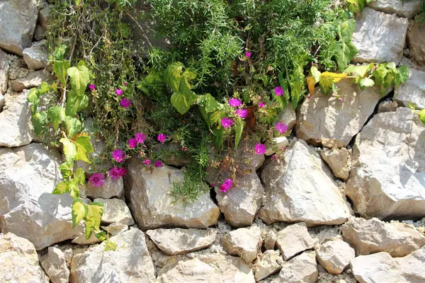 Delosperma Cooci, buz bitkisi ya da dayanıklı buz bitkisi, canlı mor papatya benzeri çiçekler ve sulu yapraklarla, güneşli taştan bir duvarda sarmaşık ve biberiye arasında yetişir..