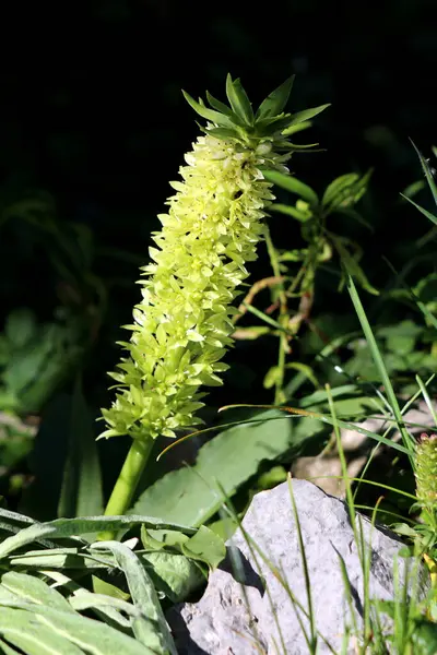 Eucomis comosa, ananas zambağı, yıldız şeklinde çiçekleri ve kayalara benzeyen yapraklardan oluşan uzun yeşil bir çiçek başağı sergiliyor, parlak yaz güneşinde kayalar ve çimenlerin arasında büyüyor..