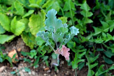 Brassica oleracea, kıvırcık lahana ya da borecole, bir ev sebze bahçesindeki yapraklı yeşilliklerin arasında yetişen, mavi-yeşil yapraklı ve mor bir ipucuna sahip genç bir bitki gösterir..