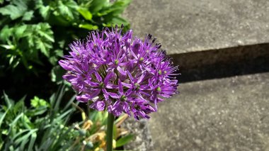Allium giganteum, dev soğan veya süs soğanı, yıldız şeklindeki mor çiçeklerden oluşan bir küre oluşturur. Uzun bir gövde üzerinde, baharın sonlarında yeşil yaprakları olan bir bahçe yolunun yanında çiçek açar..