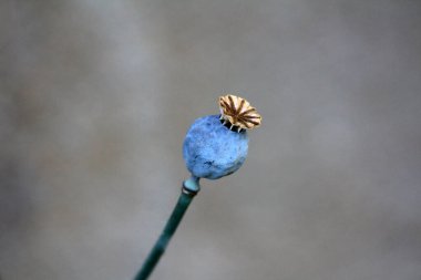 Papaver somniferum, afyon haşhaşı veya ekmek tohumu gelinciği, uzun yeşil bir sapın üzerinde bulanık bir arka plana karşı duran, kurutulmuş bir taç ile tek bir mavi tohum kapsülü içerir..