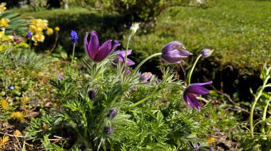 Pasqueflower Pulsatilla vulgaris, aynı zamanda Avrupa pasqueflower ve rüzgar çiçeği olarak da bilinir, ipeksi mor çiçekler ve üzümlü sümbül yaprakları ve güneşli bir bahçede çuha çiçeğini gösterir..