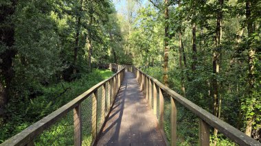 Yükseltilmiş ahşap yaya köprüsü. Ağ korkulukları kıvrımlı. Söğüt, kızılağaç ve külden oluşan canlı bir nehir ormanı boyunca kıvrılıyor..