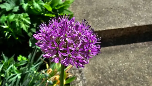 Allium giganteum, dev soğan veya süs soğanı, yıldız şeklindeki mor çiçeklerden oluşan bir küre oluşturur. Uzun bir gövde üzerinde, baharın sonlarında yeşil yaprakları olan bir bahçe yolunun yanında çiçek açar..