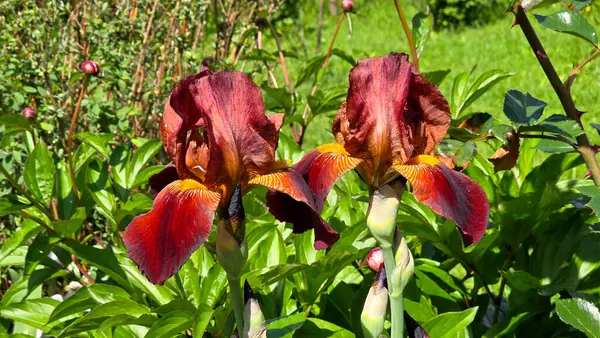 Sakallı iris germanica, nam-ı diğer Alman iris ve bayrak iris, sarı sakallı kestane yapraklı, yapraklı bir bahçe yatağında şakayık ve yeşil yapraklı yapraklarla süslenmiş..