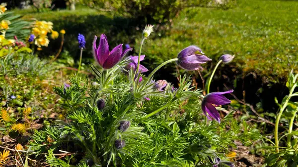 Pasqueflower Pulsatilla vulgaris, aynı zamanda Avrupa pasqueflower ve rüzgar çiçeği olarak da bilinir, ipeksi mor çiçekler ve üzümlü sümbül yaprakları ve güneşli bir bahçede çuha çiçeğini gösterir..