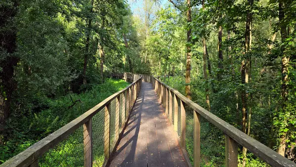Yükseltilmiş ahşap yaya köprüsü. Ağ korkulukları kıvrımlı. Söğüt, kızılağaç ve külden oluşan canlı bir nehir ormanı boyunca kıvrılıyor..