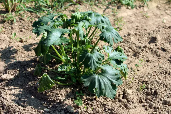Kabak Cucurbita peposu, kabak ve yaz kabağı olarak da bilinir, büyük koyu yeşil yapraklı ve böcek hasarlı, purslane ve yonca ile kuru toprak içinde büyüyen genç bir bitki gösterir..