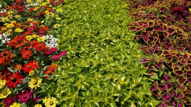 Süslü çiçek tarhında kırmızı, sarı, beyaz ve pembe tonlarda çinni çiçekleri var. Canlı yeşil ve bordo renkli koleuslarla çevrili. Yaz güneşinde çarpıcı desenli bir görüntü oluşturuyor..