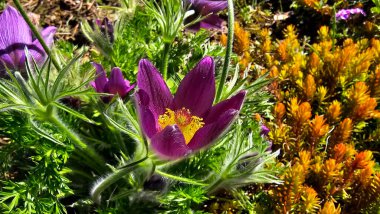 Pasqueflower Pulsatilla vulgaris, aynı zamanda Avrupa pasqueflower ve rüzgar çiçeği olarak da bilinir, ipeksi mor taç yaprakları ve sarı pudinglere sahiptir..