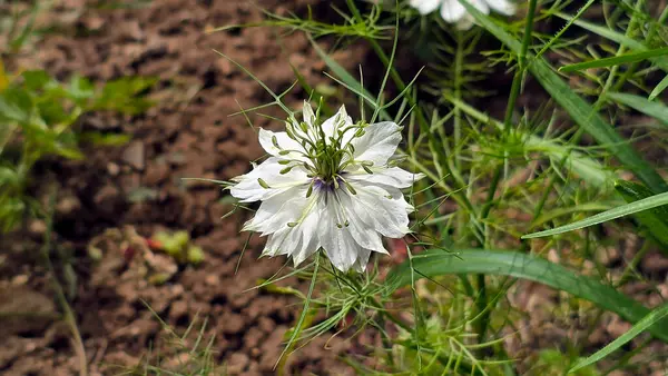 Nigella Damascena, sisli aşk, ince yeşil kökleri arasında kahverengi bahçe topraklarında açan, ince yeşil braketlerle ve tüylü yapraklarla narin beyaz bir çiçeğe sahiptir..