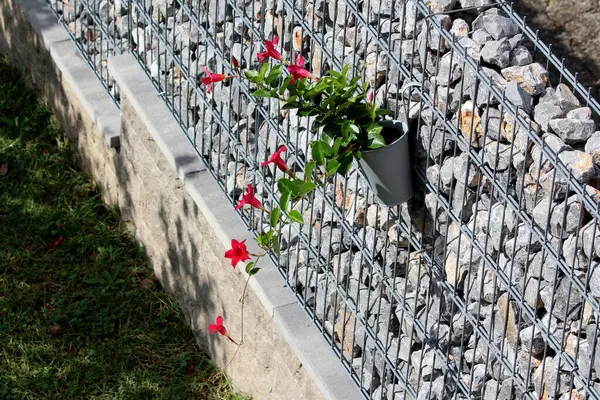 Parlak yeşil yaprakları ve trompet şeklinde kırmızı çiçekleri olan mandevilla sarmaşığı tel ve taş bir çite bağlı gri bir tencerenin izleri, aşağıdaki çimlerin üzerine parlak güneş ışığı altında gölgeler bırakıyor.