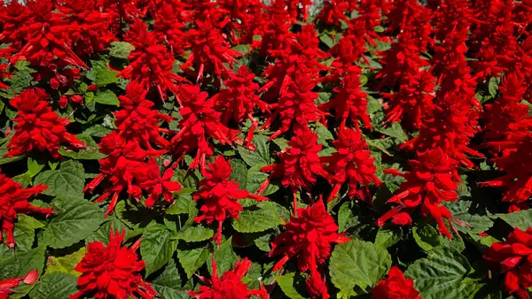 Kızıl bilge Salvia ihtişamı koyu yeşil kalp şeklindeki yaprakların üzerinde yoğun bir kırmızı çiçek yatağı oluşturur ve güneşli bir halk bahçesinde çarpıcı bir yaz manzarası yaratır..