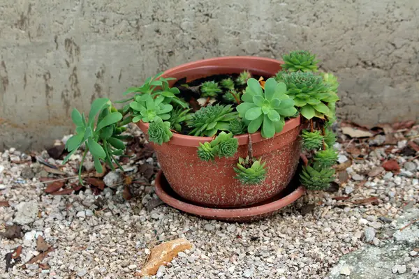 Sempervivum, echeveria ve sedum da dahil olmak üzere karışık sululentler, çakıl üzerinde yıpranmış bir terasotta tenceresinde büyür,.