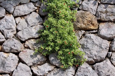 Aptenia cordifolia, aynı zamanda bebek güneş gülü ve kalp yaprağı olarak da bilinir. Küçük kırmızı çiçekli, sulu yeşil yapraklardan oluşan yoğun bir mat oluşturur.