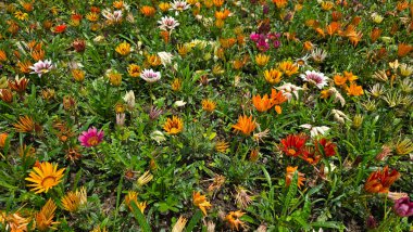 Turuncu, sarı, pembe ve beyaz papatya benzeri çiçek kümeleriyle çeşitli kır çiçekleri yeşil yaprakların üzerine yükselir ve parlak güneş ışığında canlı, doğal bir mozaik oluşturur.