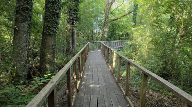 Uzun ahşap kaldırımlı korkuluklu uzun, gür, yeşil bir orman boyunca kıvrımlı uzun ağaçlar, çalılıklar ve filtrelenmiş güneş ışığı ile dolu, sakin bir orman yolu yaratıyor.