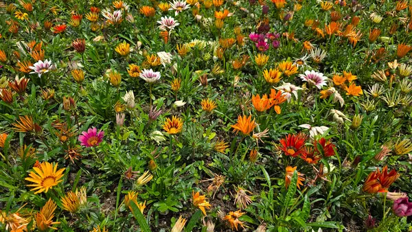 Turuncu, sarı, pembe ve beyaz papatya benzeri çiçek kümeleriyle çeşitli kır çiçekleri yeşil yaprakların üzerine yükselir ve parlak güneş ışığında canlı, doğal bir mozaik oluşturur.
