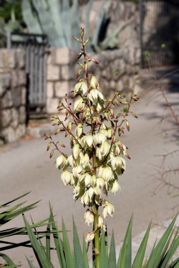 Yucca filamentosa, kayadan arka planda güneşli bir bahçede duran, kremalı beyaz çan şeklindeki çiçek kümeleriyle dolu uzun bir sap sergiler..