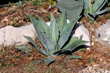 Agave americana, ya da yüzyıl bitkisi, dikenli, sivri yapraklı mavi-yeşil bir gül oluşturur, taşların arasında kuru kayalık topraklarda büyür ve tam güneş altında seyrek otlar.