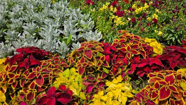 Coleus Plectranthus scutellarioides, ayrıca boyalı ısırgan otu ve alev ısırganı olarak da bilinir, gümüş tozlu değirmenci Senecio Cineraria ve çiçek açan aslanağzı yanında canlı kırmızı, sarı ve yeşil yapraklar sergiler.