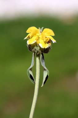 Kudüs 'ün adaçayı Phlomis fruticosa' sı, aynı zamanda altın adaçayı ve hardy phlomis olarak da bilinir, uzun tüylü yapraklı sarı bir çiçek demeti sergiler, bulanık yeşil bir arkaplan üzerine kurulmuş.