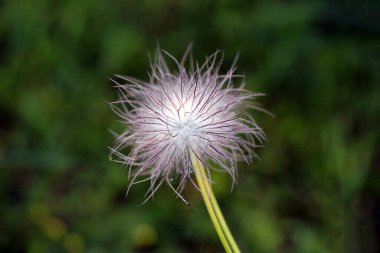 Pasqueflower Pulsatilla vulgaris, aynı zamanda Avrupa pasqueflower ve rüzgar çiçeği olarak da bilinir, yeşil bir çayırda dimdik duran tüylü iplikçikli tek bir tohum başı sergiler.
