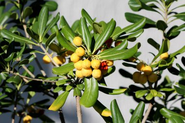 Pittosporum tobira, Japon turuncu ve tobirası olarak da bilinir, parlak yeşil yapraklar ve sarı meyve kümeleri göstermektedir.