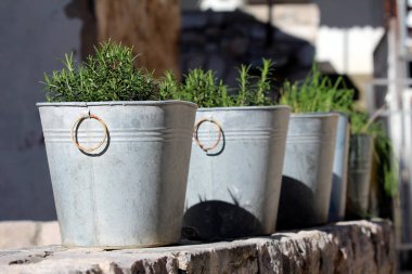Rosemary Rosmarinus officinalis, aynı zamanda bahçe biberiyesi ve pusula bitkisi olarak da bilinir, kırsal metal kovalarda çimenli yeşil otlar gibi büyür.