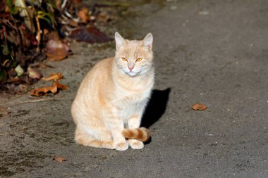 Kehribar gözlü açık turuncu tekir kedi, kuru sonbahar yaprakları ve bahçe bitkileriyle çevrili, güneşli bir kaldırımda dikilir ve sakince kameraya bakar.