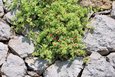 Aptenia cordifolia, aynı zamanda kalp yaprağı buz bitkisi ve bebek güneş gülü olarak da bilinir, sulu yeşil yapraklardan ve küçük kırmızı çiçeklerden oluşan yoğun bir hasırdır.