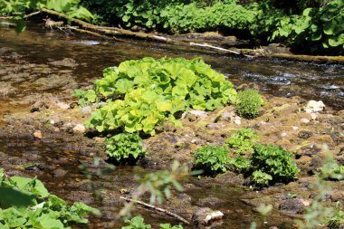 Butterbur Petasites melezi, bataklık ravent ve tatlı yakut ayağı olarak da bilinir, yosunlu kayalarda büyüyen geniş yuvarlak yeşil yaprakları benekli güneş ışığı altında sığ bir dere boyunca sergiler.