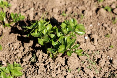 Kereviz Apium mezarlığı, ayrıca bahçe kerevizi ve yabani kereviz olarak da bilinir, parlak yeşil tırtıklı yaprakları olan, güneşli bir sebze tarlasında gevşek kahverengi toprakta büyüyen genç bir bitkiyi gösterir.