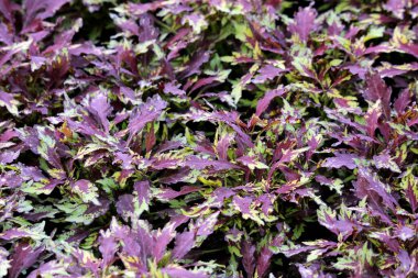 Coleus Plectranthus scutellarioides, ayrıca boyalı ısırgan otu ve alev ısırganı olarak da bilinir, yoğun bir mor, yeşil ve sarı yaprak örtüsü oluşturur.