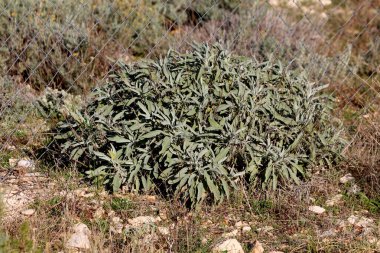 Salvia officinalis, ayrıca bahçe adaçayı ve aşçılık adaçayı olarak da bilinir, gümüş-yeşil aromatik yapraklardan oluşan yoğun bir tepecik oluşturur, tam güneşli bir tel çitin yanındaki kayalık toprakta yetişir.