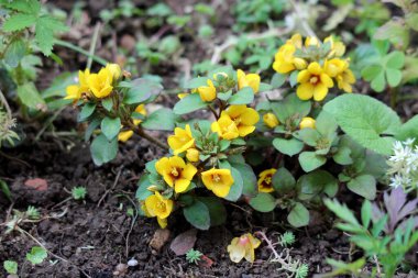 Sürünen Jenny Lysimachia nummularia, diğer adıyla Moneywort ve Bitki İki Peni, bir bahçe yatağında nemli toprak boyunca yayılan yuvarlak yeşil yapraklardan ve parlak sarı çiçeklerden oluşan bir hasırdır.