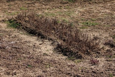 Kahverengi, kırılgan saplı, sıra sıra kurutulmuş bitkiler çatlamış, çıplak bahçe toprağında duruyor. Bu da büyüme mevsiminin bittiğini ve sulama eksikliğini gösteriyor.