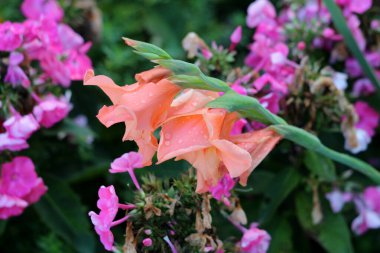 Gladiolus Gladiolus hortulanus, aynı zamanda kılıç zambağı olarak da bilinir, şeftali şeklindeki çiçekleri yağmur damlalarıyla birlikte gösterir.