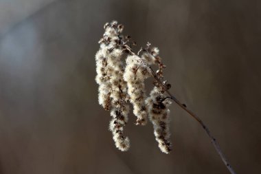 Goldenrod Solidago virgaurea, ayrıca Avrupa altın çubuğu ve yaralıotu olarak da bilinir, sonbaharın sonlarında yumuşak bulanık bir zemin üzerine kurulmuş, kahverengi saplı tüylü beyaz tohum başları kümeleri sergiliyor.